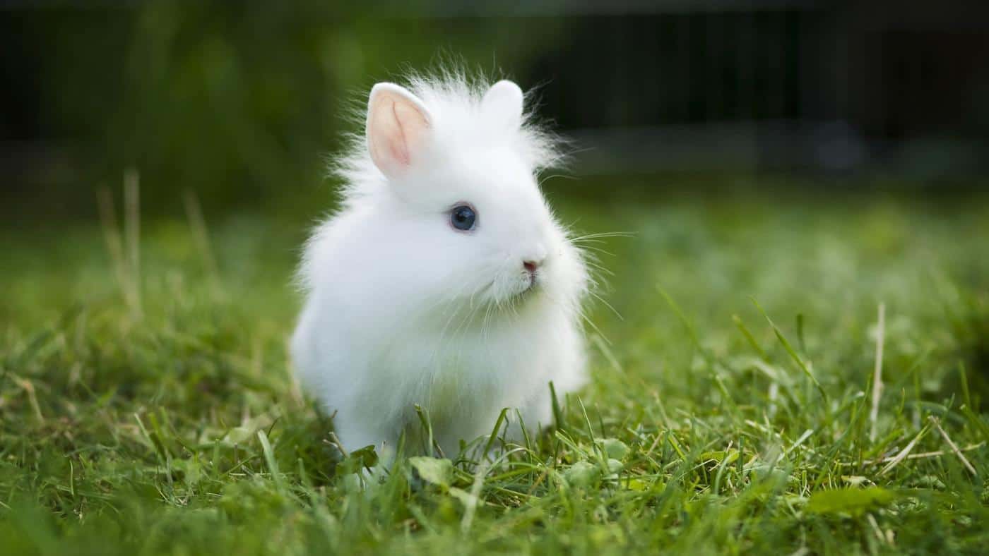 Tavşanların Aslında Dünyanın En Tatlı Canlıları Olması
