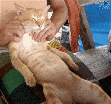kediye masaj yapmak
