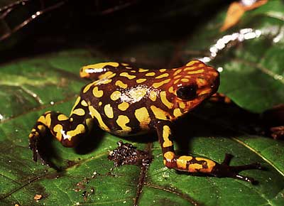 kokoi ok kurbağası dünyanın en zehirli hayvanı