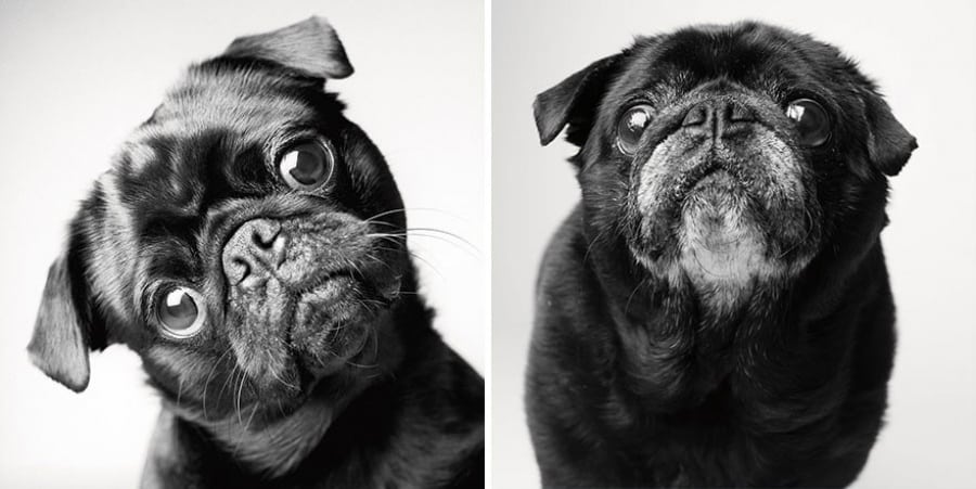 Köpekler Nasıl Yaşlanır: Büyüleyici ve Duygusal Bir Fotoğraf Projesi