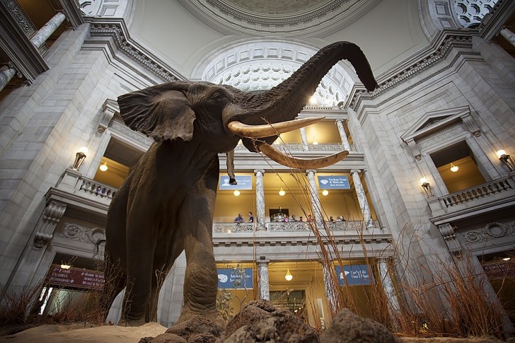 Smithsonian Doğa Tarihi Müzesinden En İlginç Görüntüler