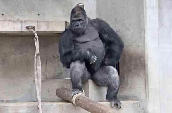 Dünyanın En Yakışıklı Gorili Shabani İle Tanışın