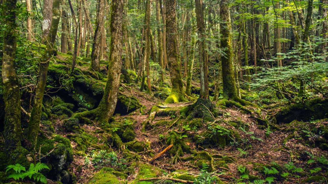 Aokigahara Ormanı Laneti – Japonya’da Bir İntihar Ormanı