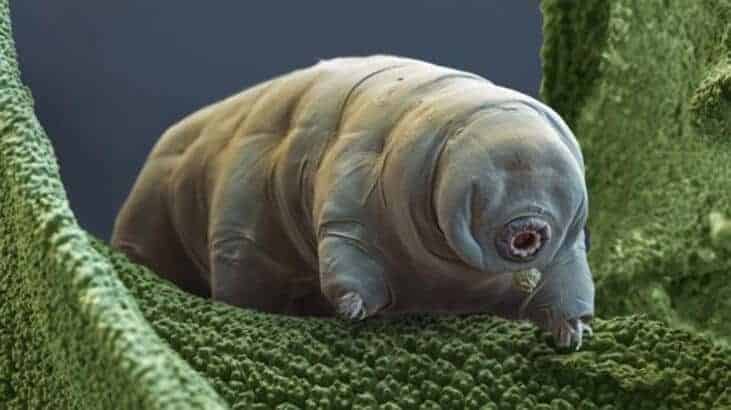 Tardigrada İçin Yolun Sonu: Ölmez Dediler Basit Bir Ölüm Yöntemi Bulundu!