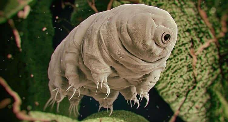 Tardigrada İçin Yolun Sonu: Ölmez Dediler Basit Bir Ölüm Yöntemi Bulundu!