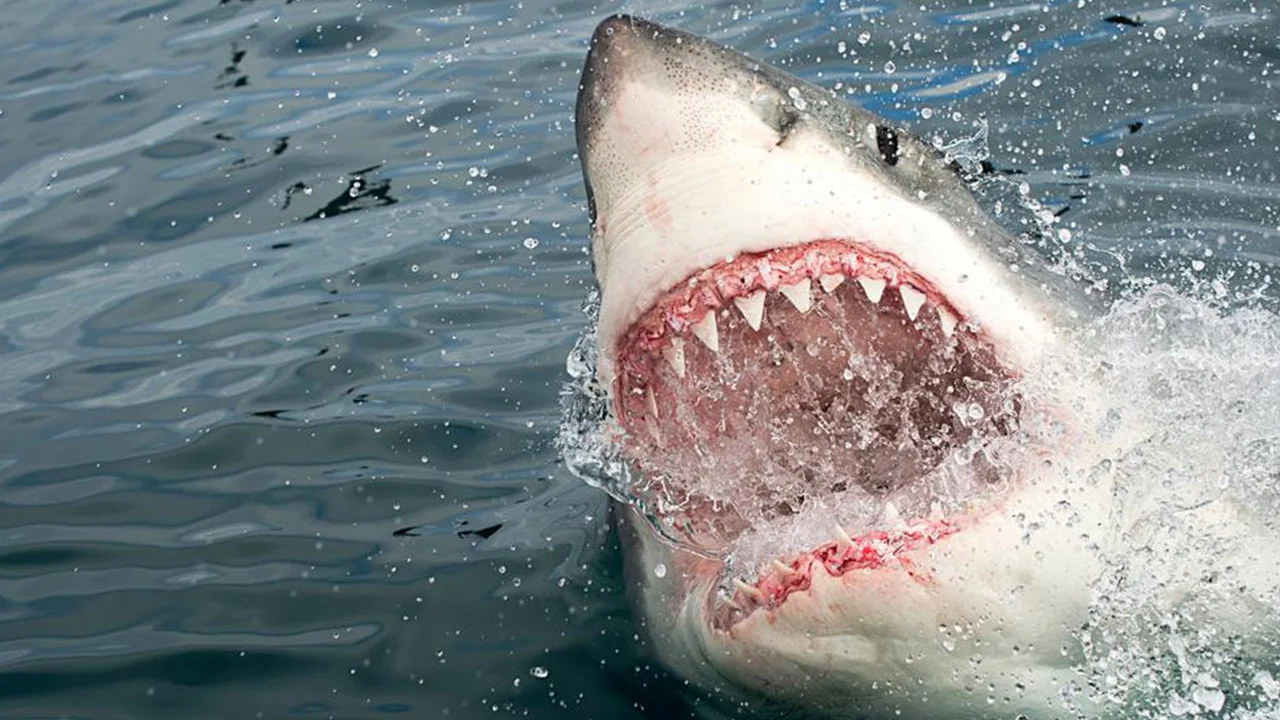Köpekbalığı Saldırısından Nasıl Kurtulunur?
