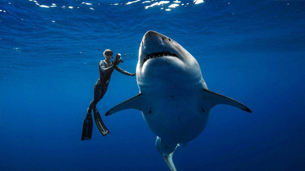 Köpekbalığı Saldırısından Nasıl Kurtulunur?