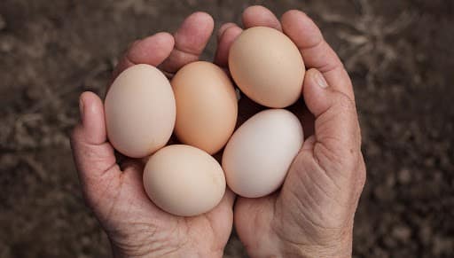 1 Saatte 50 Yumurta Yerseniz Ne Olur?