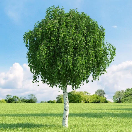 Huş Ağacı Nedir? – Özellikleri Nelerdir?
