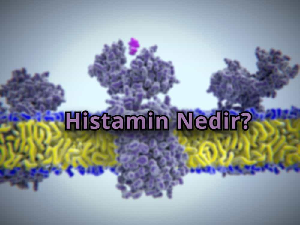 Histamin Nedir?