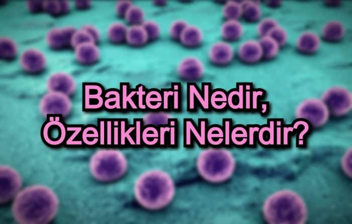 Bakteri Nedir, Özellikleri Nelerdir?