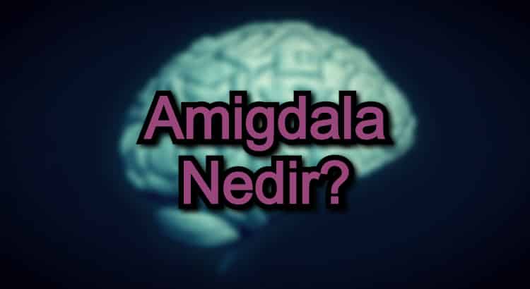 Amigdala Nedir?
