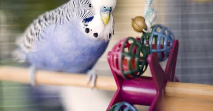 Muhabbet Kuşları Ne Yer? – Muhabbet Kuşları Beslenmesi ve Dikkat Edilecekler