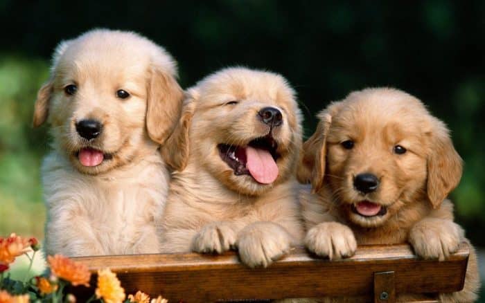 Dişi Köpek İsimleri Nelerdir? – Mitolojilerde Köpek İsimleri