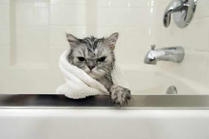 Kedi Nasıl Yıkanır? – Kediye Banyo Yaptırma Yolları ve Dikkat Edilecekler