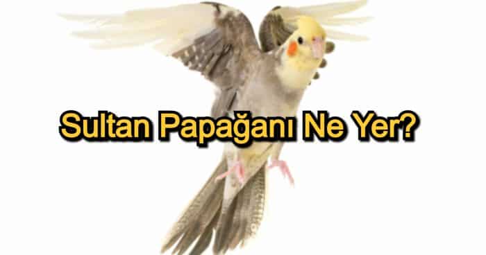 Sultan Papağanı Ne Yer? – Sultan Papağanı Beslenmesi ve Dikkat Edilecekler