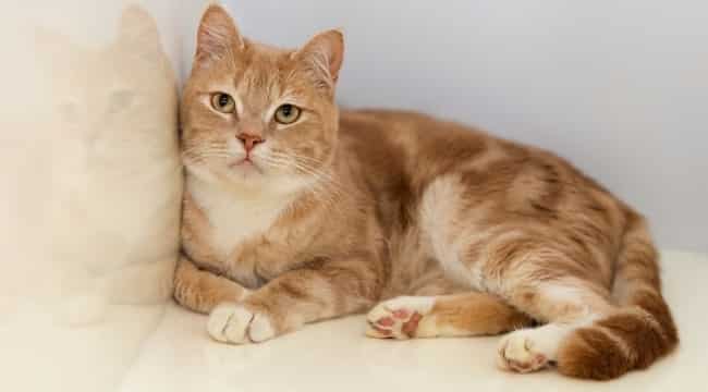 Erkek Kedi İsimleri Nelerdir? – Popüler ve Anlamlı Erkek Kedi İsimleri
