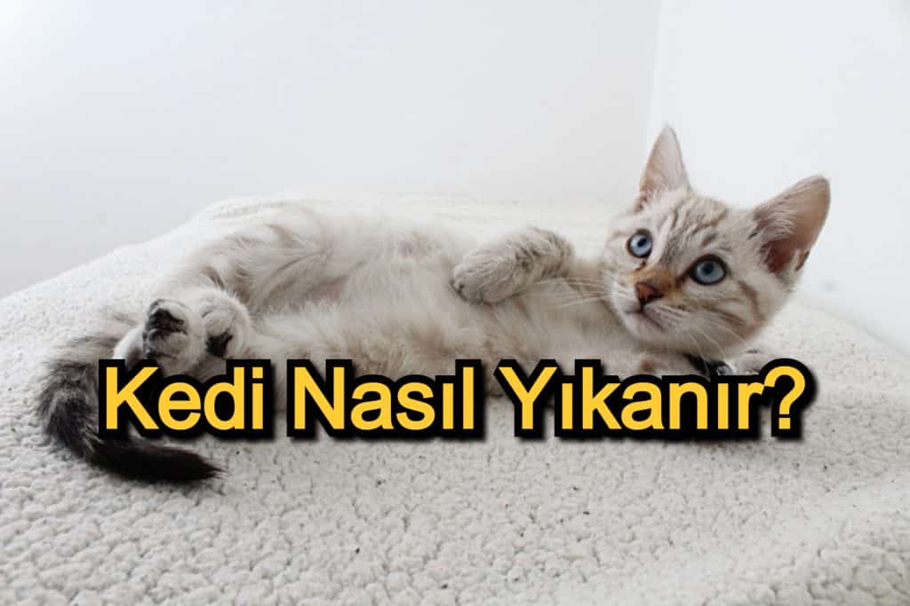 Kedi Nasıl Yıkanır? – Kediye Banyo Yaptırma Yolları ve Dikkat Edilecekler