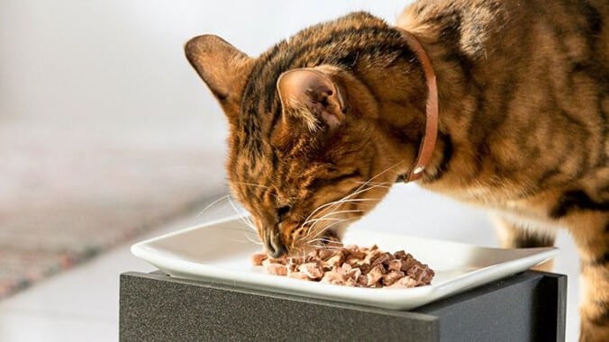 Kediler Yoğurt Yer Mi? – Kedi Beslenmesi ve Yedirilecek Besinler