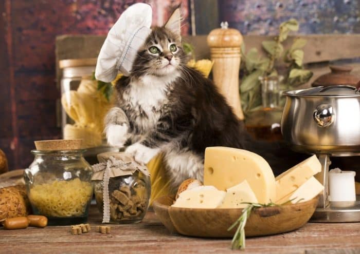 Kediler Peynir Yer Mi? – Kediler İçin Sakıncalı Yiyecekler