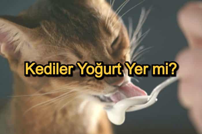 Kediler Yoğurt Yer Mi? – Kedi Beslenmesi ve Yedirilecek Besinler