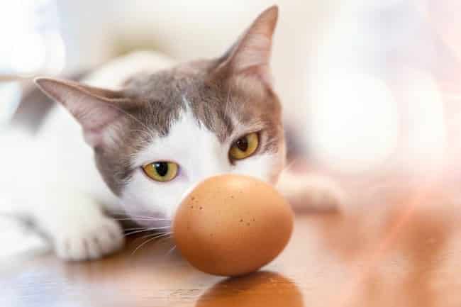 Kedi Yumurta Yer mi? – Kediler İçin Zararlı Yiyecekler