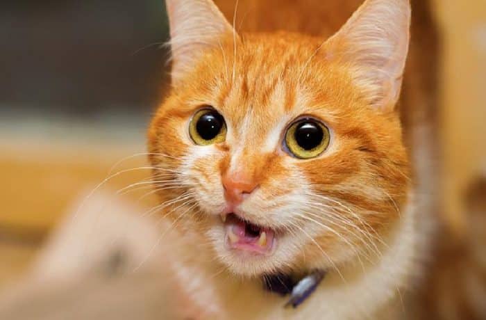 Kediler Neden Isırır? – Kedilerin Isırma Nedenleri ve Çözümleri