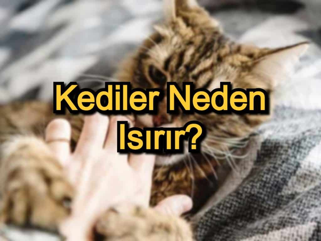 Kediler Neden Isırır? – Kedilerin Isırma Nedenleri ve Çözümleri