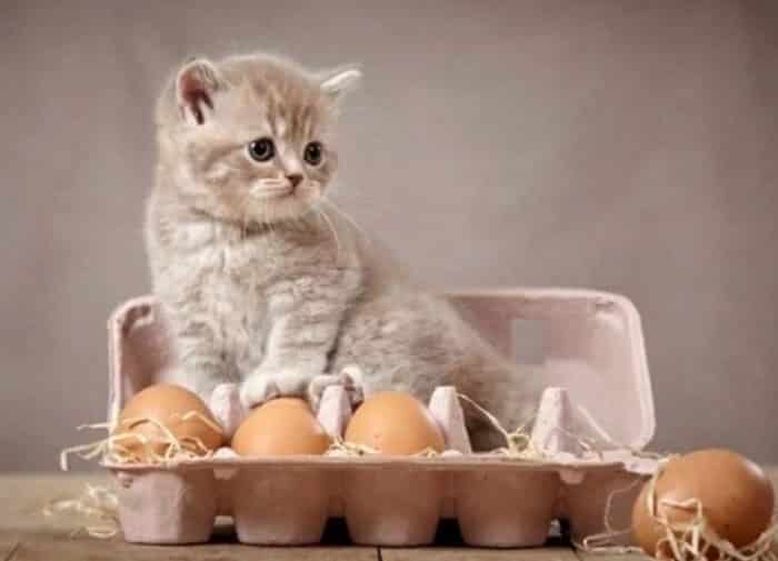 Kedi Yumurta Yer Mi? – Kediler İçin Zararlı Yiyecekler