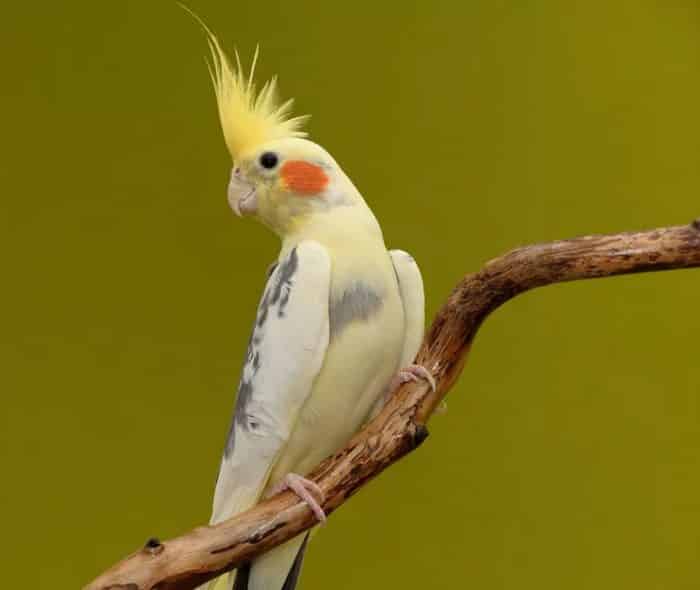 Sultan Papağanı Ne Yer? – Sultan Papağanı Beslenmesi ve Dikkat Edilecekler