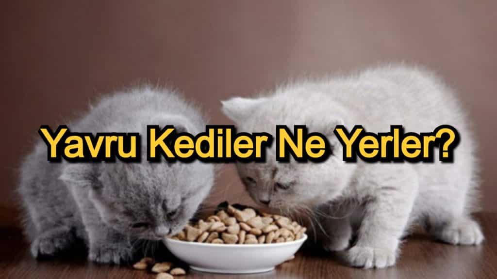 Yavru Kediler Ne Yerler? – Yavru Kedi Beslenmesi Dikkat Edilecekler
