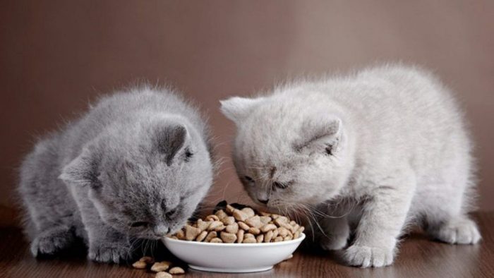 Yavru Kediler Ne Yerler? – Yavru Kedi Beslenmesi Dikkat Edilecekler