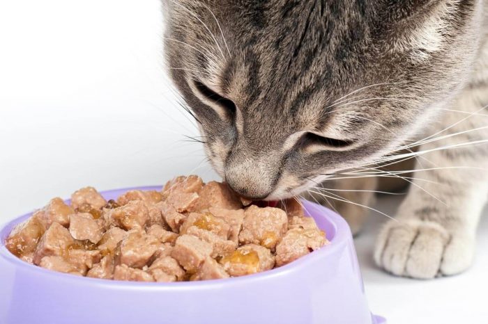 cat eating wet cat food