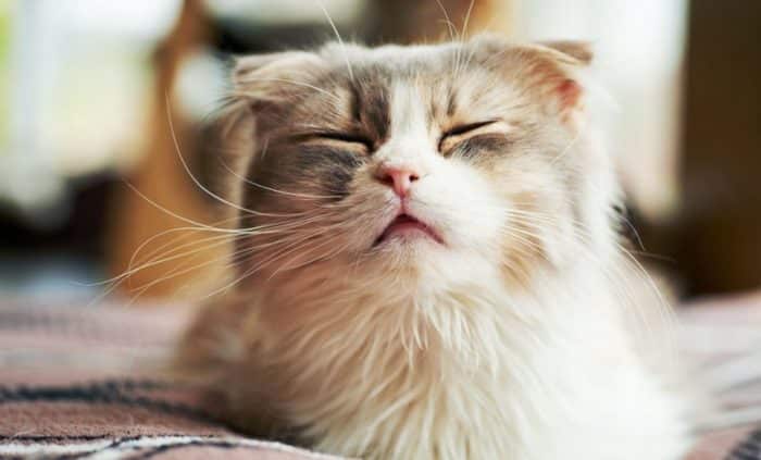 sneezed cat