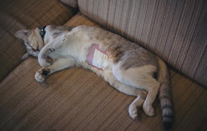 sterilised cat after surgery