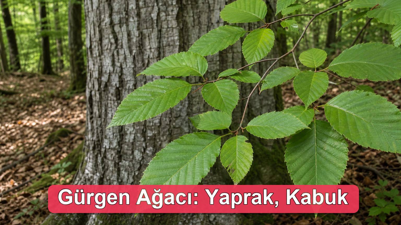 Gürgen Ağacı Nedir? Özellikleri, Kullanım Alanları ve Kayın Farkı