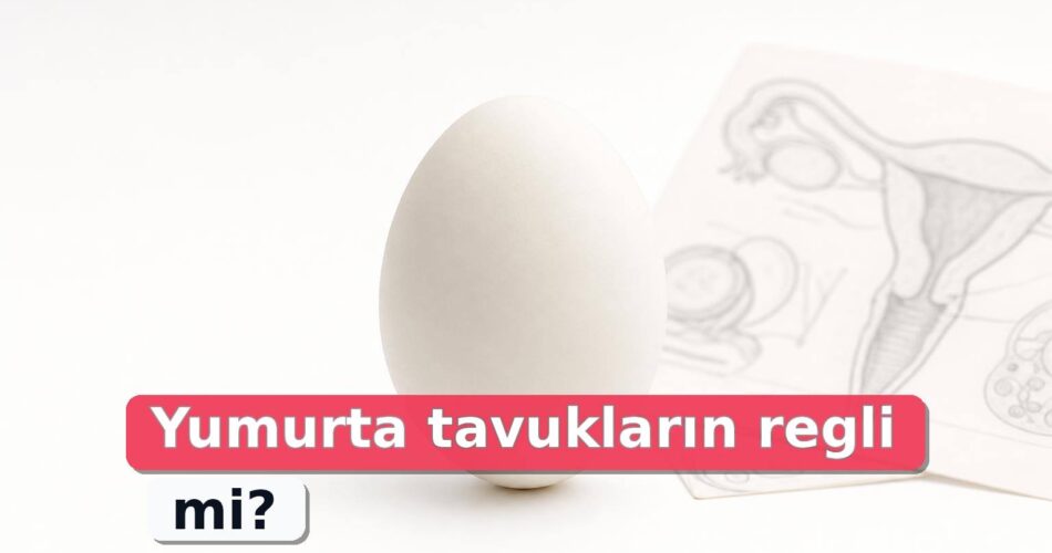 Yumurta Tavukların Regli Mi? Bilimsel Olarak Ne Anlama Geliyor? 1 Beyaz zeminde tavuk yumurtası ve metinsiz bilimsel üreme sistemi notları