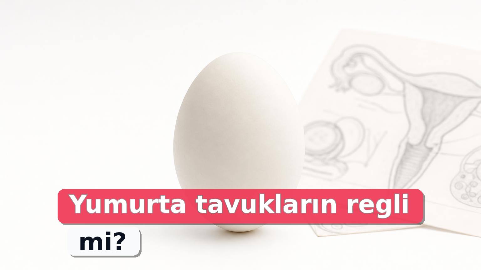 Beyaz zeminde tavuk yumurtası ve metinsiz bilimsel üreme sistemi notları